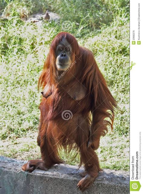 orangutan tits Search